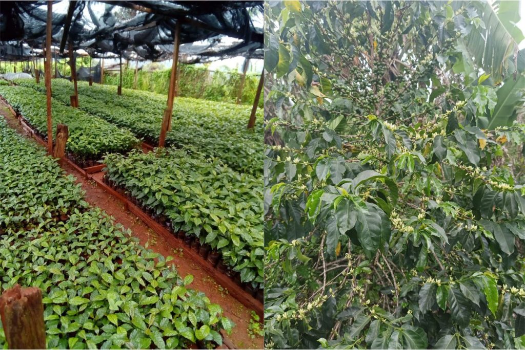 From Seed to Cup: Kenya’s Arabica Coffee