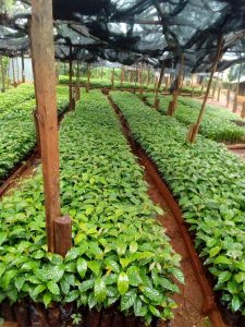 Coffee Seedling Growing in a Nursery